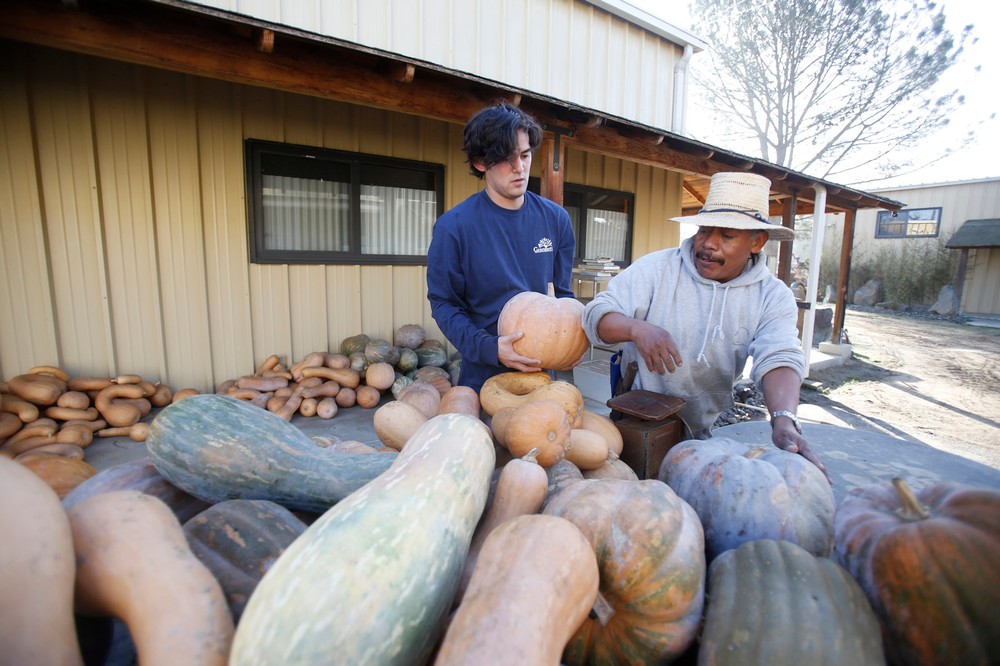 San Diego California, USA, December 13th 2016: | Chino Farms located in Rancho Santa. The farm is recognize and publicize for the high quality produce. Tom's son Makoto Chino and Rene Herrera Cuevas selecting the produce. | (Alejandro Tamayo)