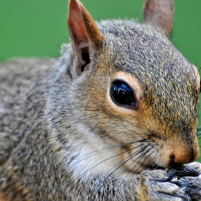 Reddit Helps Store Solve Problem of Candy-Stealing Squirrels - Munchies_ Food by VICE