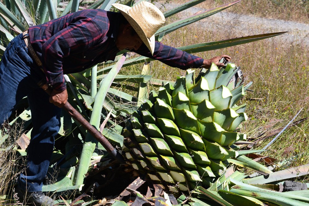 ignacio-heaves-up-the-agave-cerbeza-from-its-roots-using-a-coa-de-jima