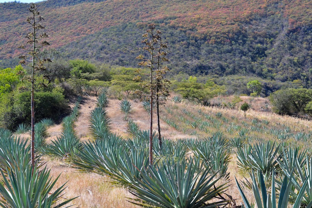 rows-and-rows-of-growing-agave