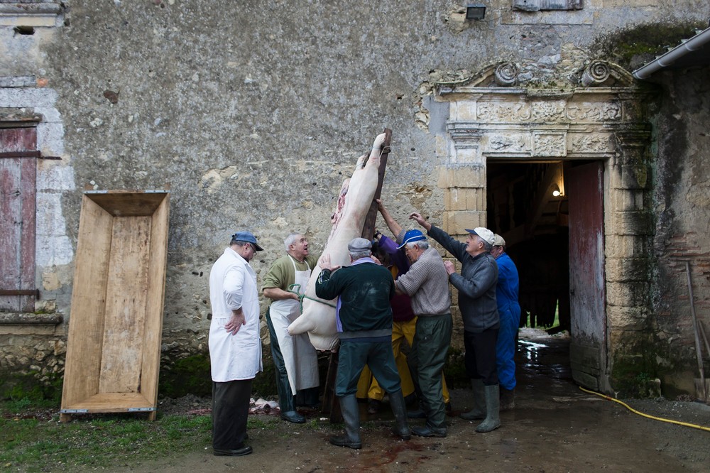 14/01/2014 - France / Aquitaine - Une fois videe, la carcasse va reposer toute une nuit, pour que la viande se 