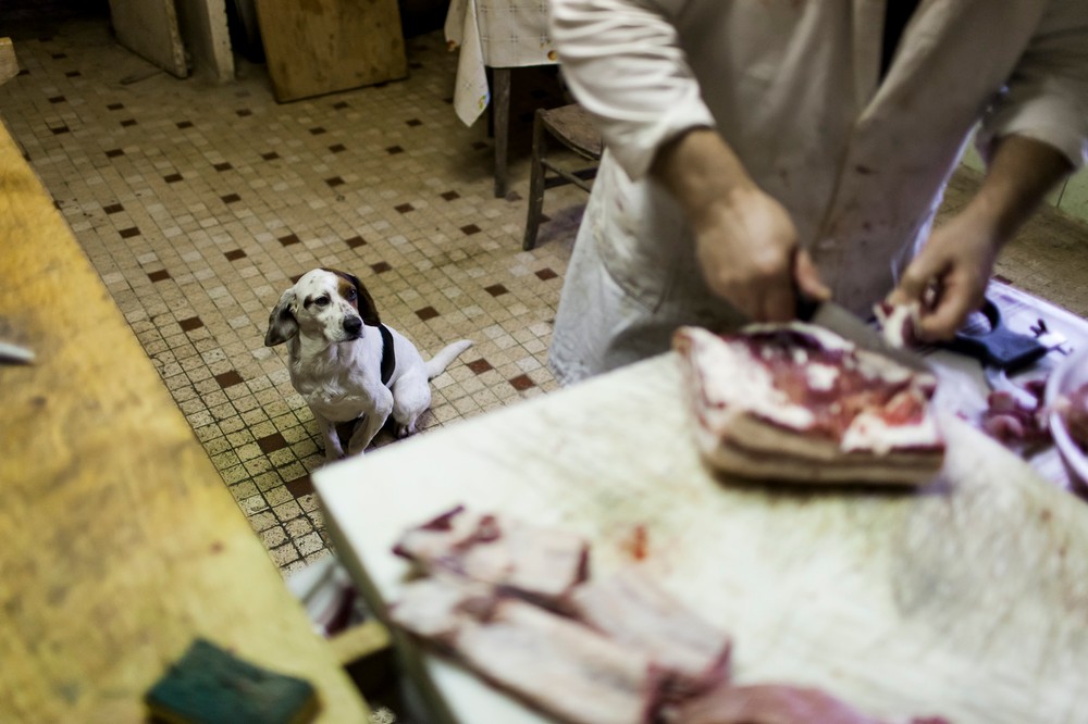 15/01/2014 - France / Aquitaine - Pas de ferme sans chien. Malgre l'abondance de viande, celui-ci restera sagement a attendre qu'on lui donne quelques bouts de viandes ou d'os a ronger.Le tue-cochon, ou fete du cochon, est une tradition des campagnes francaises, qui correspond a l'abattage, la decoupe et la cuisine de la viande de porc. Autrefois moment important de la vie rural, cette tradition se perd aujourd'hui. Simon Lambert / Haytham Pictures 15/01/2014 - France / Aquitaine - Kill the pig - A farm without a dog is not a farm. Kilos of meat are sliced and cooked but the dog waits patiently for the butcher to give something to bite. Simon Lambert / Haytham Pictures