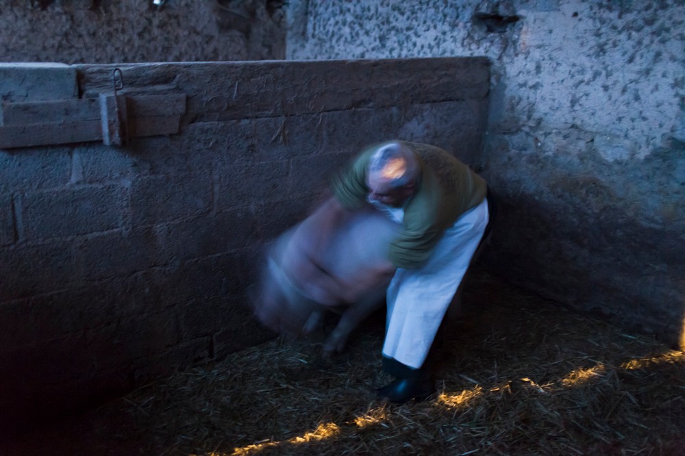 14/01/2014 - France / Aquitaine - Pour faciliter le travail du boucher et eviter les accidents, le cochon sera suspendu par les pattes avant d'etre saigne. Le tue-cochon, ou fete du cochon, est une tradition des campagnes francaises, qui correspond a l'abattage, la decoupe et la cuisine de la viande de porc. Autrefois moment important de la vie rural, cette tradition se perd aujourd'hui. Simon Lambert / Haytham Pictures 14/01/2014 - France / Aquitaine - Kill the pig - The butcher tries to tie the pig which be hanged by the hollow of knee for the bleeding. Simon Lambert / Haytham Pictures