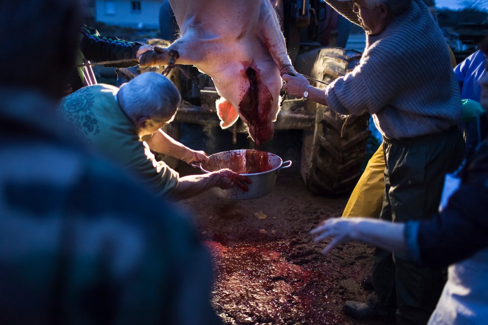 14/01/2014 - France / Aquitaine - Afin de cuisiner le boudin, il faut recuperer le sang du cochon. Le boucher se charge de tenir la bassine pendant que les autres personnes maintiennent le cochon afin deviter les mouvements trop brusques. Le tue-cochon, ou fete du cochon, est une tradition des campagnes francaises, qui correspond a l'abattage, la decoupe et la cuisine de la viande de porc. Autrefois moment important de la vie rural, cette tradition se perd aujourd'hui. Simon Lambert / Haytham Pictures 14/01/2014 - France / Aquitaine - Kill the pig - In order to cook the bood sausage, the pig's blood is collected by the butcher who holds a basin while other people hold the pig to avoid abrupt movement that may cause loss of blood into the basin. Simon Lambert / Haytham Pictures