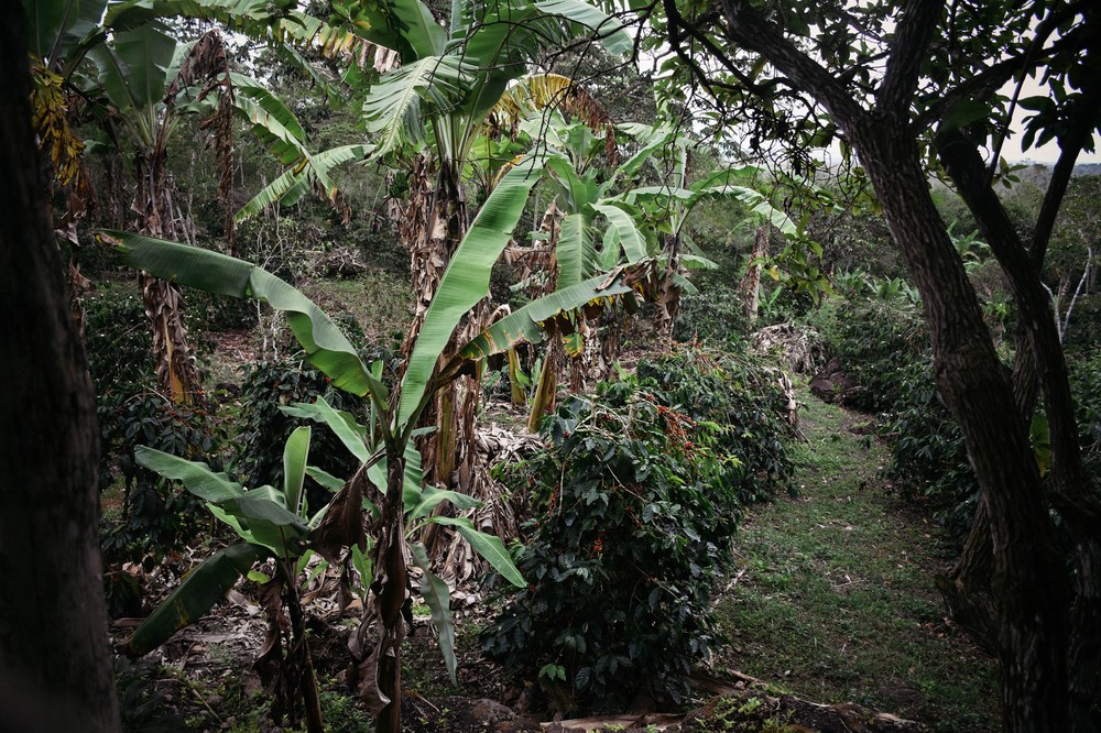 coffee-farm_31686705062_o