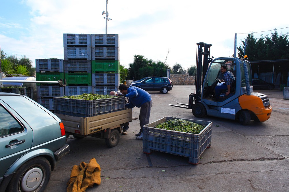 puglia_olive_oil_IMG_7954