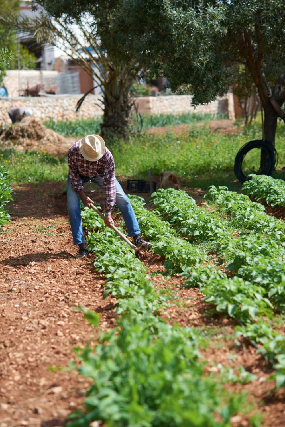 farm-ibiza-cookbook