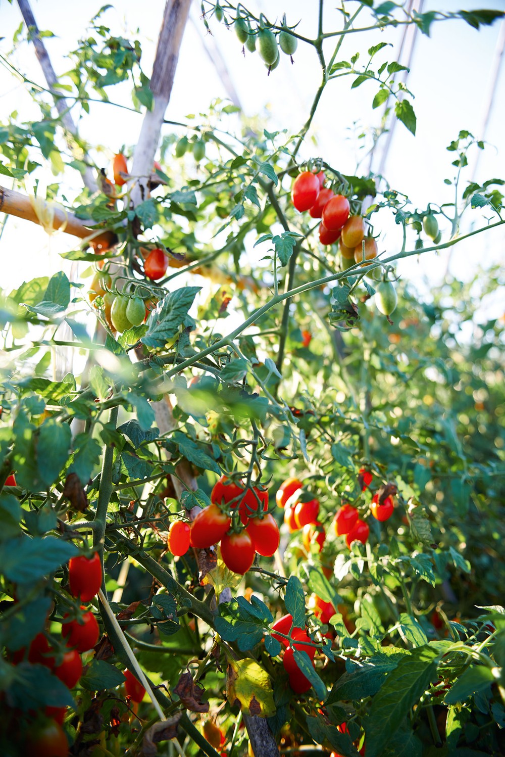 tomatoes_on_vine