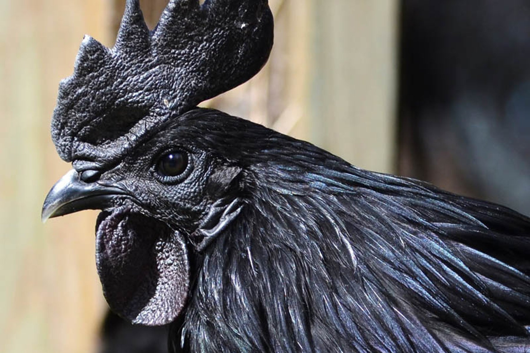 Indonesia S Jet Black Chickens Are The Dark Side Of Poultry Munchies