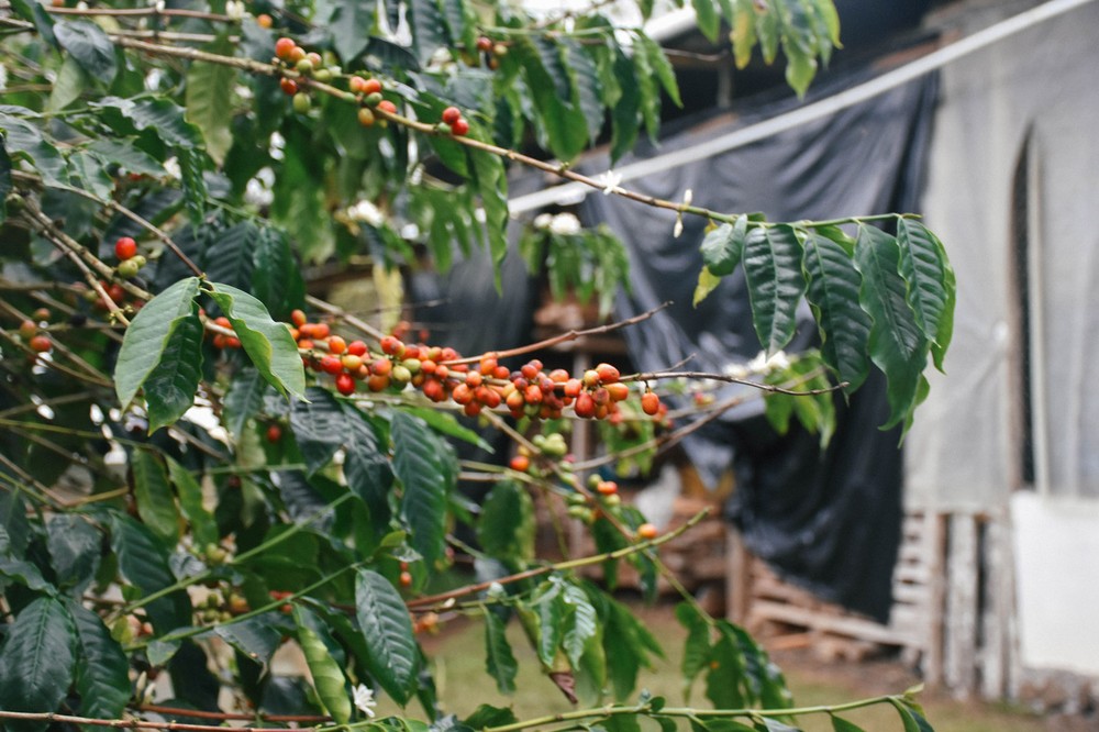 coffee-farm_31833906415_o