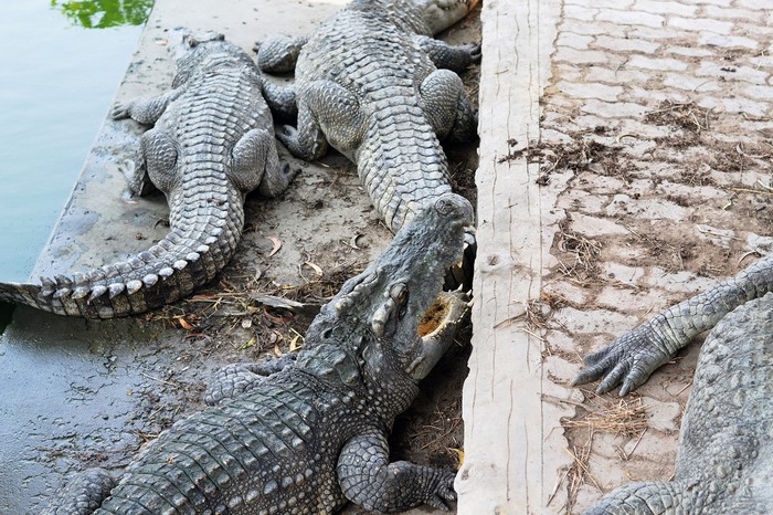 Hunting for Thailand’s 'Cancer-Curing' Crocodile Blood | MUNCHIES