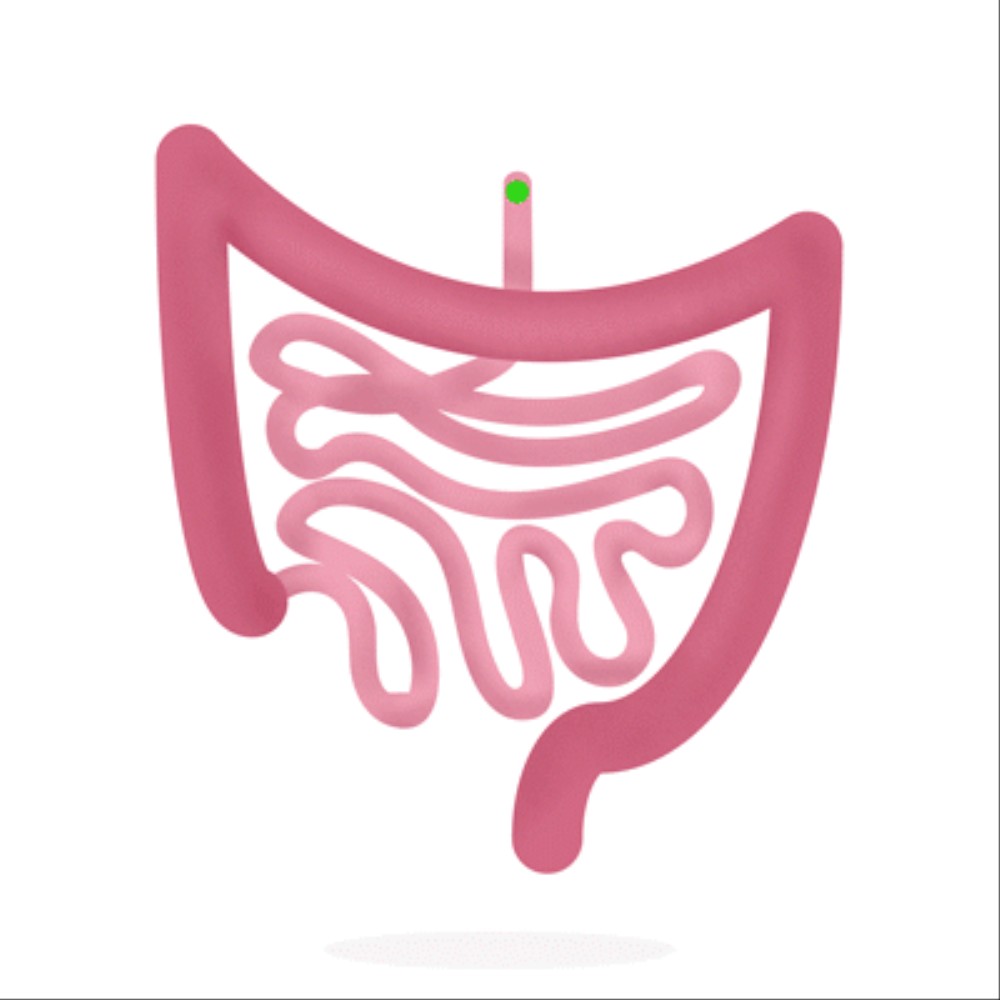 intestines_test_ani