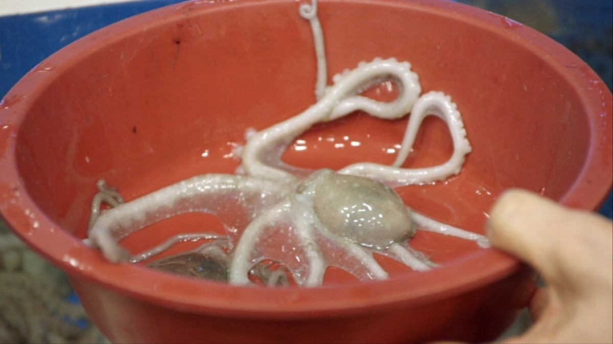 How An Octopus Feels When It's Eaten Alive