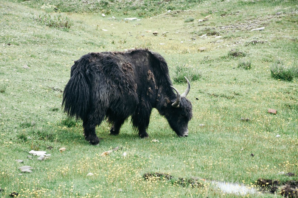 yak_27855035551_o